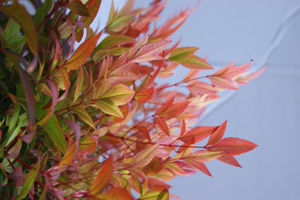 Picture of Nandina